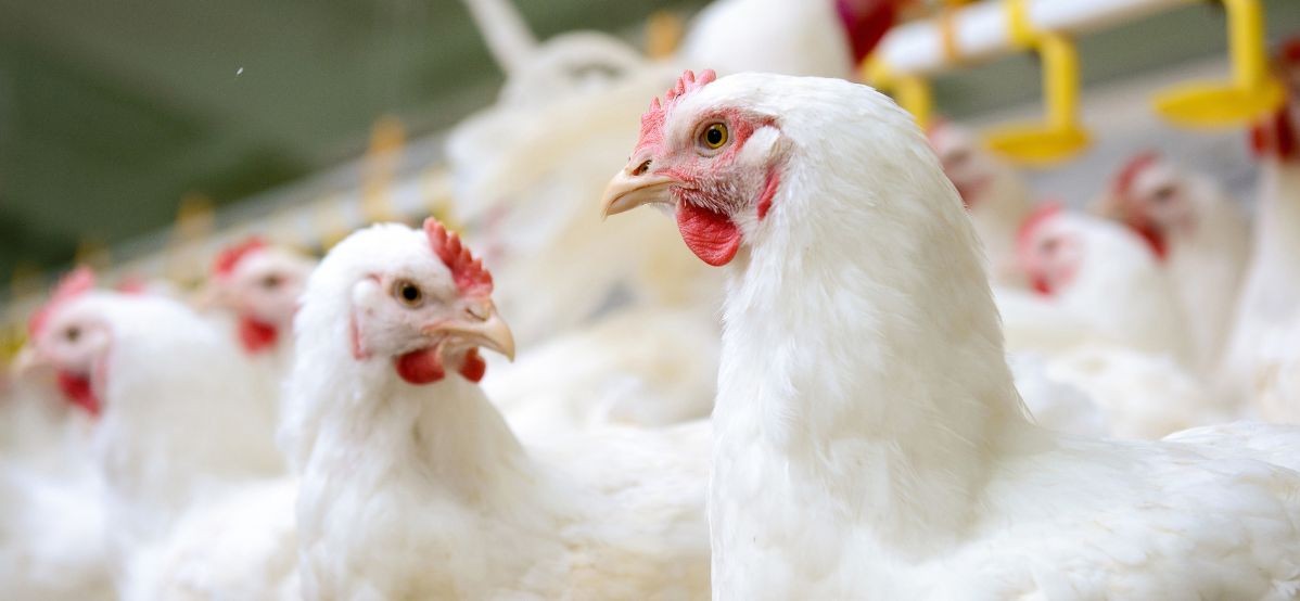 Los costos de producción de pollo vuelven a caer