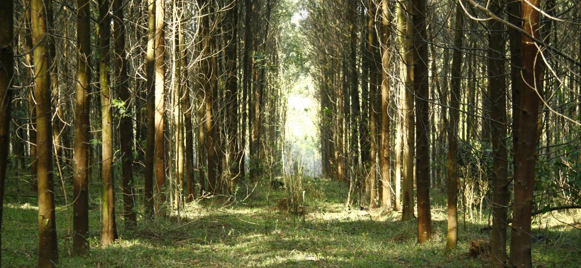 Bosque de Acacias Negra: ¿por qué invertir?