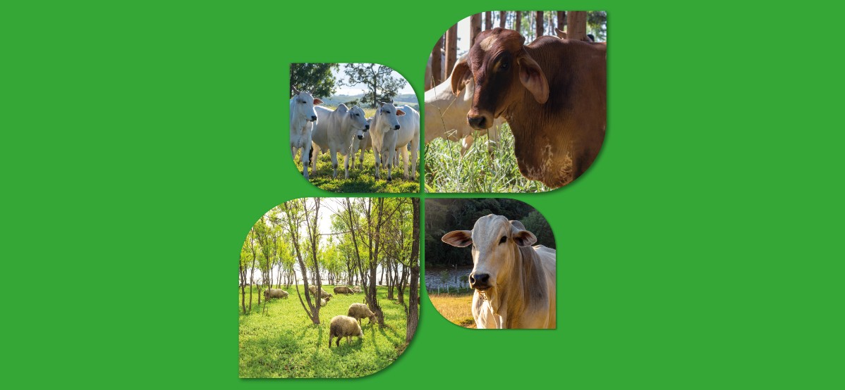 ¿Es posible una ganadería sostenible?