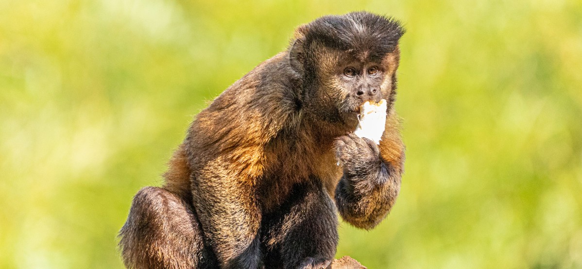 Seta Bioma: Monos capuchinos