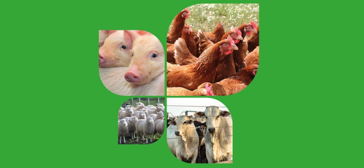 Verdades sobre la inclusión de taninos en la producción animal