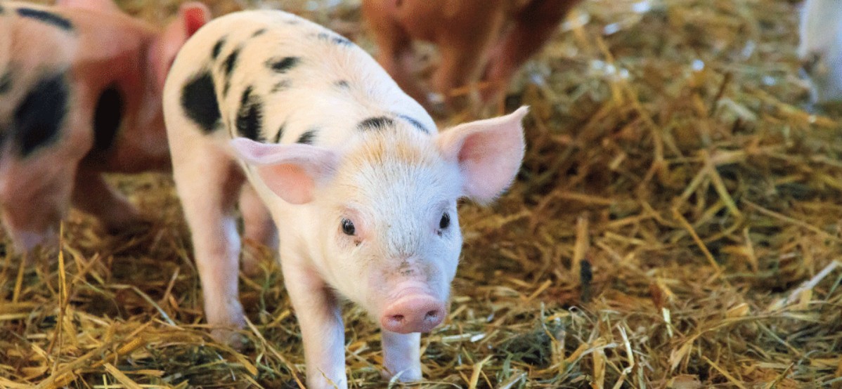 ¿Cuáles son los impactos de la eliminación de antimicrobianos en la producción animal?
