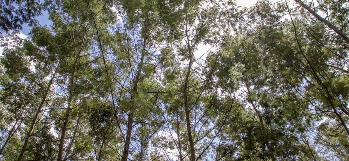 Seta Bioma: Día del Árbol