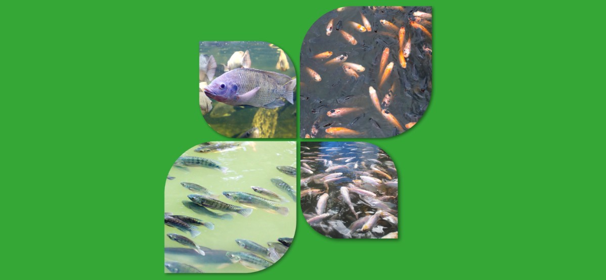 Avance en el sector pesquero: Una mirada a la Producción de Proteína Animal