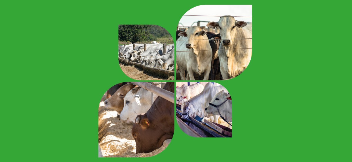 Acidosis ruminal: ¿cuál es la solución para el ganado confinado?